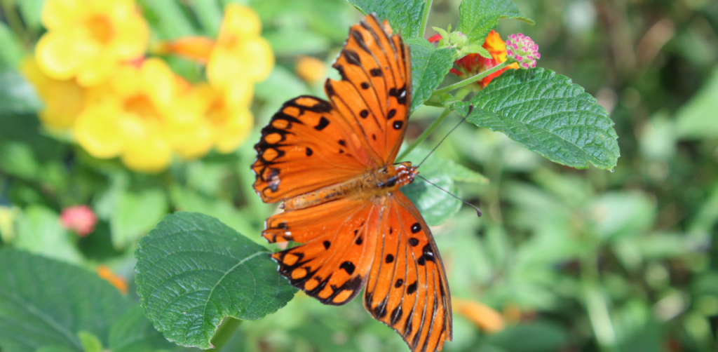 Why Living Near Springs Preserve Is a Nature Lover's Dream